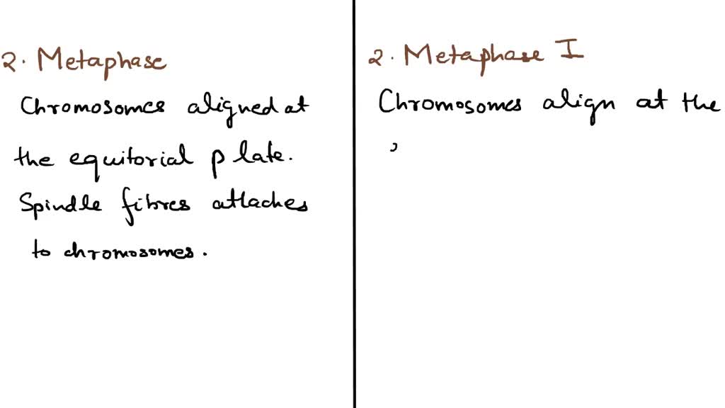 SOLVED ACTIVITY Modeling Meiosis with Pop Beads Introduction As we