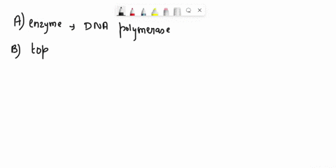 which-type-of-enzyme-synthesizes-primers-during-the-a-dna-polymerase-process-of-dna-replication-b-rna-polymerase-c-topoisomerase-d-dna-ligase-which-of-the-following-types-of-supercoiling-dna-82441