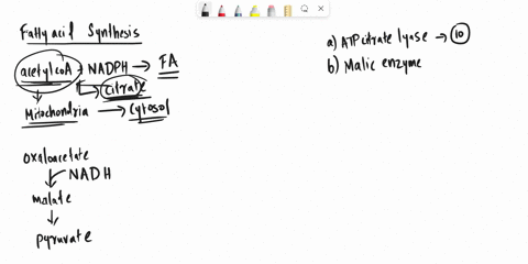 match-em-match-the-terms-with-the-descriptions-a-atp-citrate-lyase_________-b-malic-enzyme_________-02494