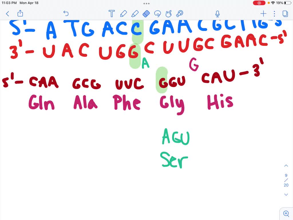 SOLVED The given DNA nontemplate coding sequence is transcribed from