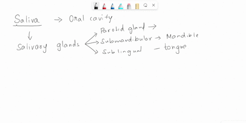 which-of-these-glands-does-not-secrete-saliva-into-the-oral-cavitya-submandibular-gland-c-sublingual-glandb-pancreas-d-parotid-gland-11612