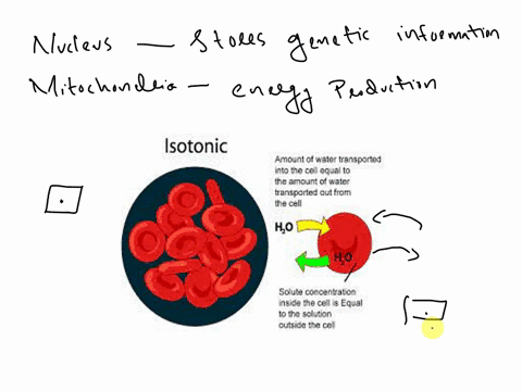 please-answer-in-order-1-what-are-two-important-general-functions-of-the-organelles-in-eukaryotic-cells-2-draw-an-animal-cell-in-an-isotonic-environment-add-labels-and-a-caption-to-explain-c-39465