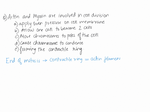 actin-and-myosin-are-involved-in-cell-division-choose-all-that-apply-apply-even-pressure-on-the-surface-of-the-cell-membrane-allow-one-cell-to-become-two-cells-move-chromosomes-t0-the-poles-54673