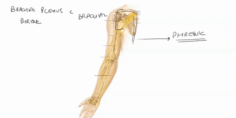 exerciseisspinalnerves-259-dmajor-nerves-from-the-cervical-and-brachial-plexuses-the-cervical-plexus-is-formod-from-the-anterior-ventral-rami-of-c-cy-on-both-the-right-and-left-sides-of-the-75226