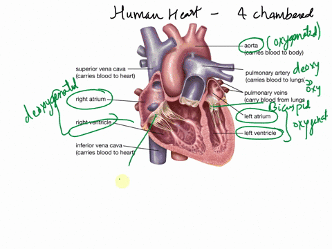 short-answer-answer-on-the-back-of-page-diagram-the-chambers-valves-and-cardiac-conducting-system-of-the-heart-note-on-vour-heart-diagram-the-location-of-the-autorhythmic-vs-contractile-card-97623