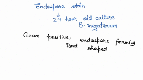 what-would-you-expect-to-see-if-you-do-an-endospore-stain-on-a-24-hour-old-young-culture-of-b-megaterium-what-does-this-tell-you-about-this-bacterial-species-34553
