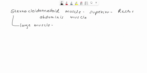 12-exercise-1-anatomical-language-6-is-the-sternocleidomastoid-muscle-superior-or-inferior-to-the-rects-abdominis-muscle-7-are-the-thoracic-vertebrae-medial-or-lateral-to-the-scapulae-bbody-12897