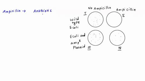 in-a-transformation-experiment-containing-two-the-first-sample-of-e-coli-was-mixed-with-a-plasmid-the-ampr-gene_-the-plasmid-was-not-added-to-the-sample-of-e-coli-ie-the-wild-type-e-coli-bac-10894