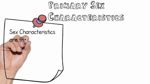 which-of-the-following-is-a-primary-sex-characteristic-that-changes-at-puberty-a-a-growth-spurt-in-h-16837