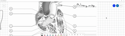internal-anatomy-identify-the-numbered-structures-of-the-heart-above-cross-section-of-the-mammalian-heart-ventral-view-91516