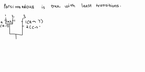 7-use-the-following-genetic-table-to-complete-three-hypothetical-trees-label-all-state-changes-then-select-the-most-parsimonious-tree-4-site-species-species-species-3-ancestral-56617