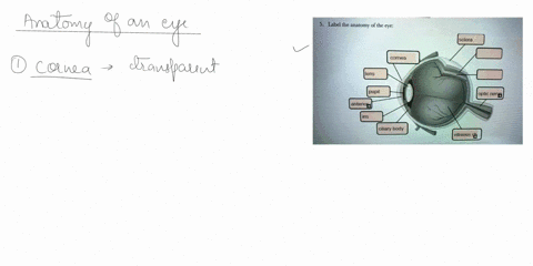 label-te-anatomy-eye-anterio-pupil-ciliary-apoq-1-vitreous-9-sclera-optic-nenm-38732