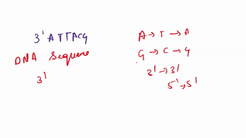 which-of-the-following-sequences-is-an-rna-sequence-complimentary-this-dna-sequence-atttacg-taaatcc-uaaaucc-taaatcc-uraaucc-22745