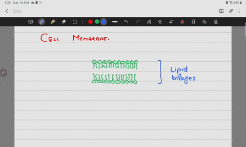 the-hydrophilic-regions-of-a-membrane-protein-would-most-likely-be-found-in-the-interior-of-the-membrane-exposed-on-the-surface-of-the-membrane-associated-with-the-fatty-acid-region-of-the-l-77292