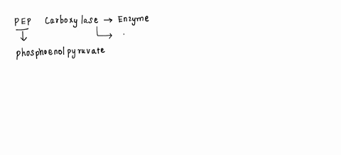 what-is-the-role-of-pep-carboxylase-in-c4-and-cam-plants-a-it-replaces-rubisco-in-the-calvin-cycle-b-it-produces-atp-for-calvin-cycle-c-it-releases-co2-from-organic-acids-d-it-fixes-co2-into-24202
