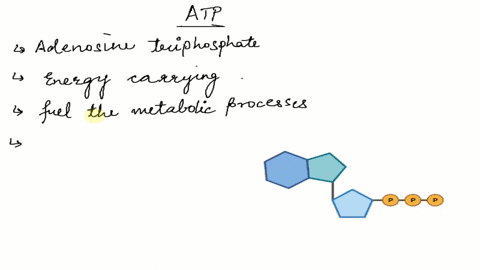 energy-is-released-from-atp-when-the-bond-is-broken-between-adenine-and-ribose-an-oxygen-and-a-carbon-atom-two-phosphate-groups-adenosine-and-a-phosphate-group-51423