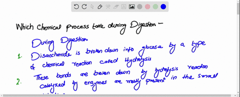 which-chemical-processes-take-place-during-digestion-3-77452