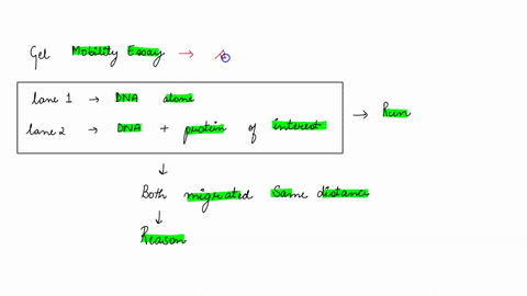 you-are-performing-a-gel-mobility-shift-assay-in-lane-1-you-run-dna-alone-as-a-control-in-lane-2-you-run-dna-that-has-been-incubated-with-your-protein-of-interest-after-you-run-the-gel-you-a-34564
