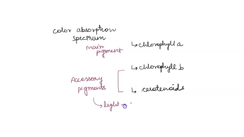 SOLVED Look at chlorophyll b's absorbance spectrum below, what color