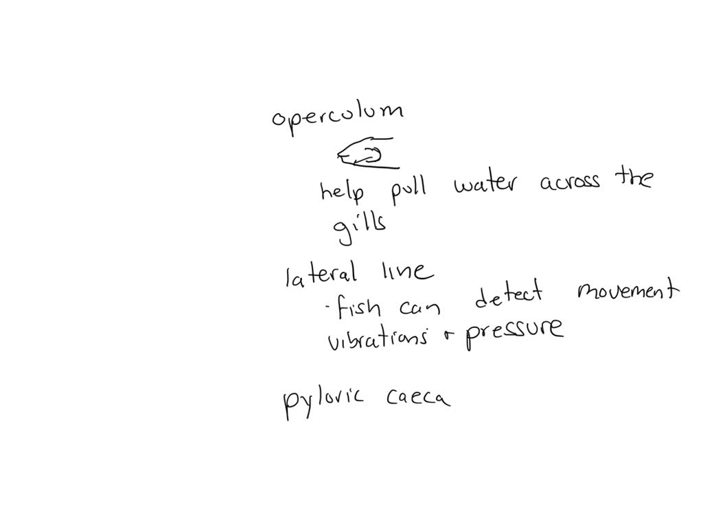 SOLVED what is the structure and functions of operculum, fins, lateral