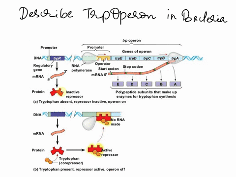 draw-and-explain-a-diagram-that-explains-the-tryptophan-operon-how-its-controlled-and-why-it-is-essential-to-bacterial-cells-can-you-please-type-it-out-thank-you-61222