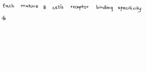 21-each-maturc-b-ccll-expresscs-rcccptor-with-singular-specificity-for-antigcn_-the-binding-specificity-is-gencrated-by-alternativc-splicing-somatic-recombination-of-variable-region-somatic-73145