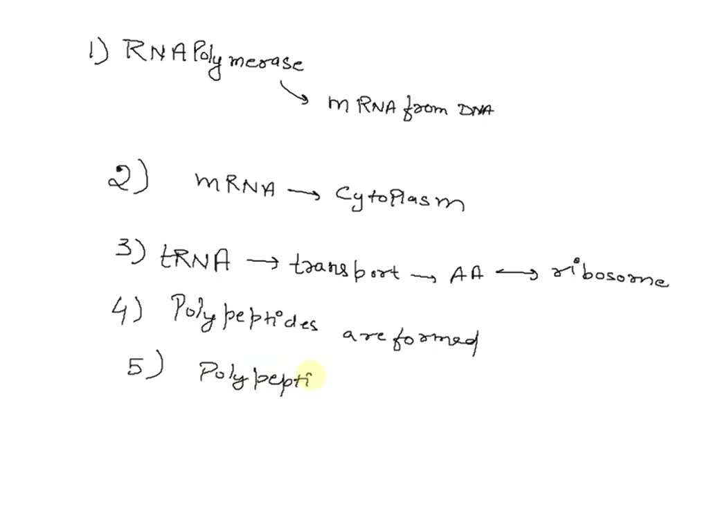 solved-place-the-events-of-protein-synthesis-into-the-correct-order-on