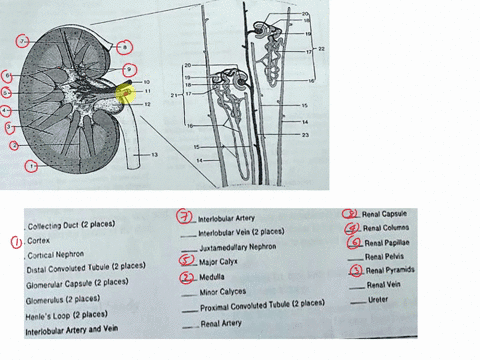 anatomy-of-the-kidney-and-nephrons-figure-652-please-help-me-with-answers-interlobular-artery-interlobular-vein-2-places-juxtamedullary-nephron-major-calyx-medulla-minor-calyces-proximal-con-90287