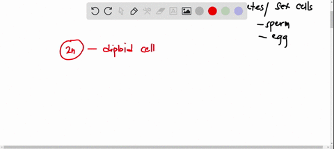 during-which-meiotic-phase-do-cells-become-haploid