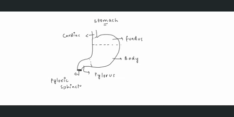 question-27-pts-which-of-the-following-allows-the-stomach-when-emptv-to-expand-greatly-when-fulland-also-allows-it-to-colljose-rugae-fundus-pyloric-sphincter-gastric-pits-39507