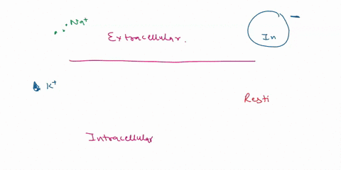 3-about-the-cell-membrane-model-above-the-membrane-will-be-extracellular-below-the-membrane-will-be-intracellular-green-ball-represents-nablue-diamond-represents-k-even-though-this-model-doe-69647