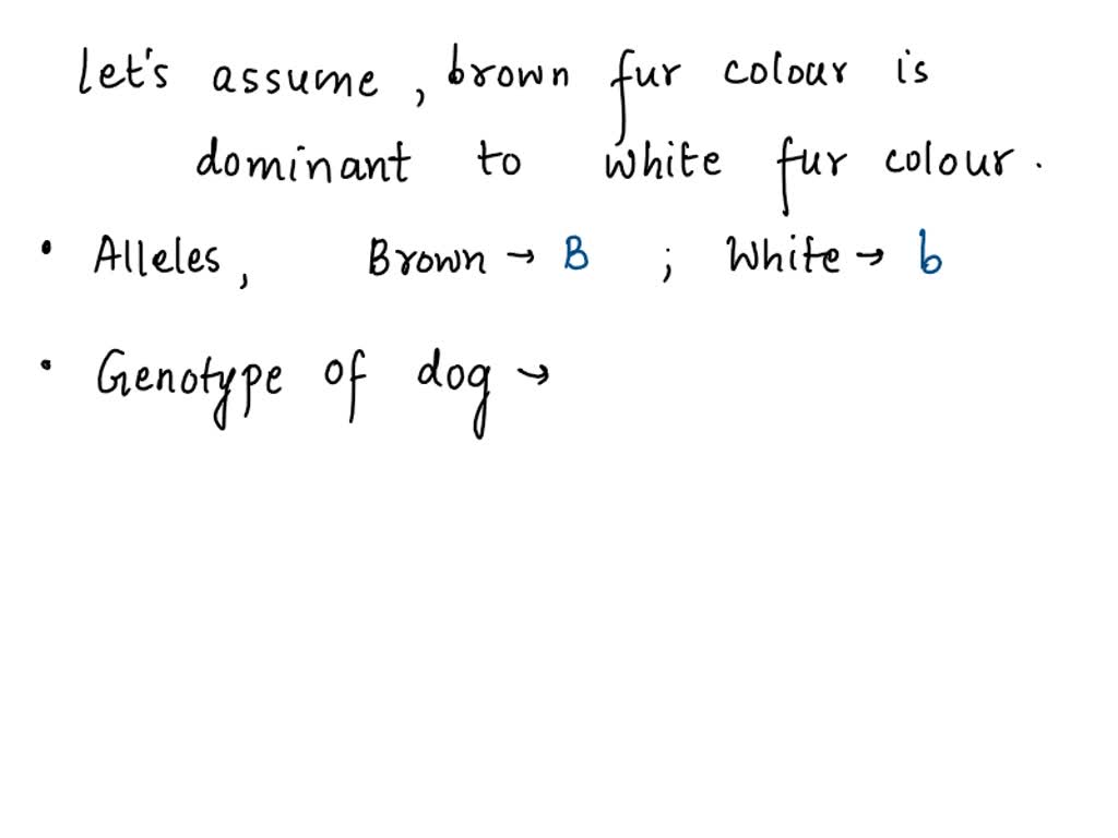 SOLVED If a dog had the genotype Aa, what color (phenotype) would his fur be? A. Brown B. White