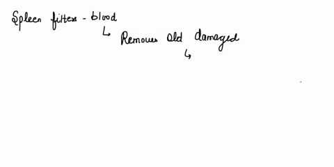 graveyard-of-rbcs-is-a-liver-b-spleen-c-kidney-d-all-the-above-44966