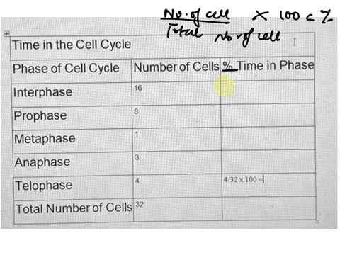experiment-1-fill-in-the-table-below-with-your-results-of-the-relative-time-spent-in-the-stages-of-mitosis-to-determine-the-amount-of-time-that-the-onion-cells-spend-in-each-phase-of-the-cel-23545
