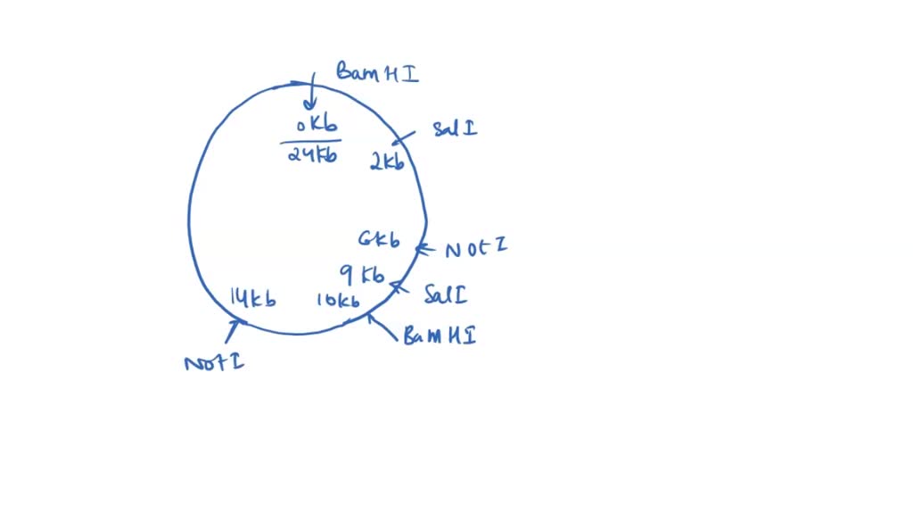 Solved A Circular Plasmid Was Restriction Digested And The Following