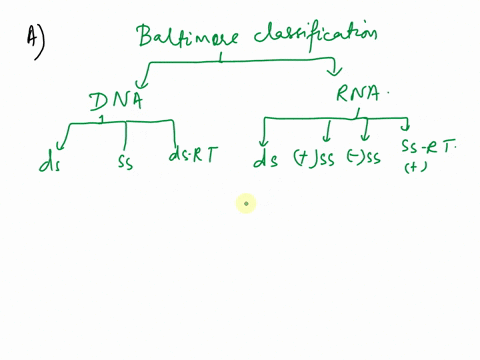 The table below shows the Baltimore Classification used to...