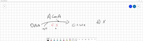 what-occurs-in-the-first-step-of-the-citric-acid-cycle-aatp-is-consumednadh-is-produced-btwo-molecules-of-acetyl-coa-combine-to-form-oxaloacetate-cco2-is-released-da-two-carbon-molecule-is-c-36143