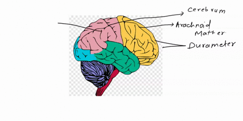 please-help-with-drawingthanks-in-advance-medulla-oblongata-pituitary-gland-pons-sulci-arachnoid-mater-cerebellum-cerebrum-dura-mater-gyri-longitudinal-fissure-61234