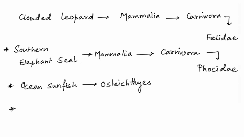 to-which-other-animal-is-the-clouded-leopard-neofelis-nebulosa-most-closely-related-the-clouded-leopard-is-in-the-class-mammalia-order-carnivora-family-felidae-group-of-answer-choices-house-84833