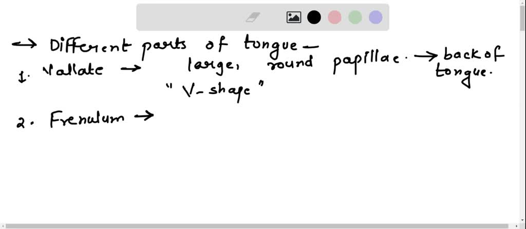SOLVED: Describe the difference between circumvallate, fungiform, and ...