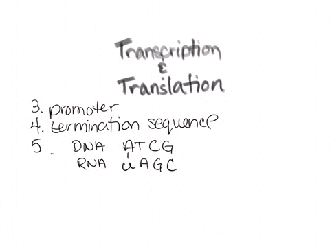 the-enzyme-identified-in-2-binds-to-dna-at-the-sequence-of-nucleotides-that-signals-the-beginning-of-the-gene-which-is-transcription-stops-when-thk-enzyme-identified-in-2-encounters-sequence-23038