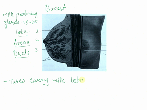 label-the-anatomy-of-the-breast-reviewpract-exer-4label-the-anatomy-of-the-breast-2-3-4-6-6-abel-the-anatomy-of-the-ovary-2-3-4-5-54598