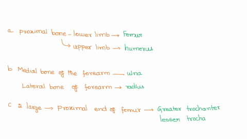 post-lab-questions-fill-in-the-blanks-with-the-correct-terms-to-complete-the-statement-the-proximal-bone-in-the-lower-limb-is-the-the-proximal-bone-of-the-upper-limb-is-the-b-the-medial-bone-51083