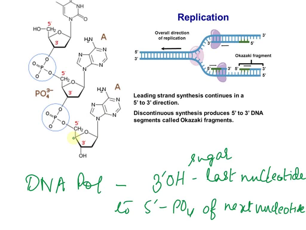 VIDEO solution: 12. Why does DNA replication require that there is a ...