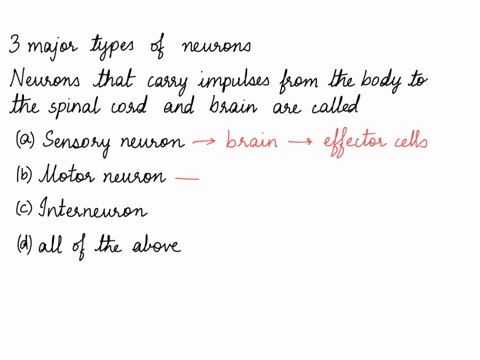 question-6-there-are-three-major-types-of-neurons-in-the-nervous-system-these-neurons-are-classified-according-to-the-direction-in-which-they-that-carry-impulses-carry-impulses-from-the-body-93538