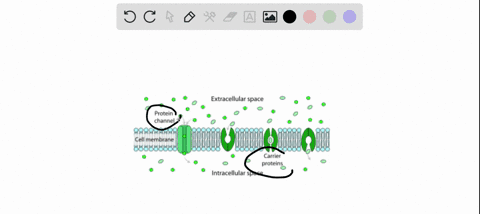 proteins-that-allow-regulated-movement-of-polar-molecules-and-ions-across-membranes-are-called-65444