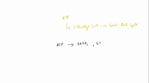 what-is-the-number-of-atp-obtained-from-one-acetyl-coa-in-the-citric-acid-cycle-after-all-high-energy-molecules-pass-through-the-electron-transport-chain-46172