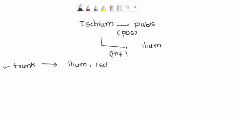 the-ischium-is-posterior-to-the-pubis-and-inferior-to-the-ilium-a-false-b-true-62622