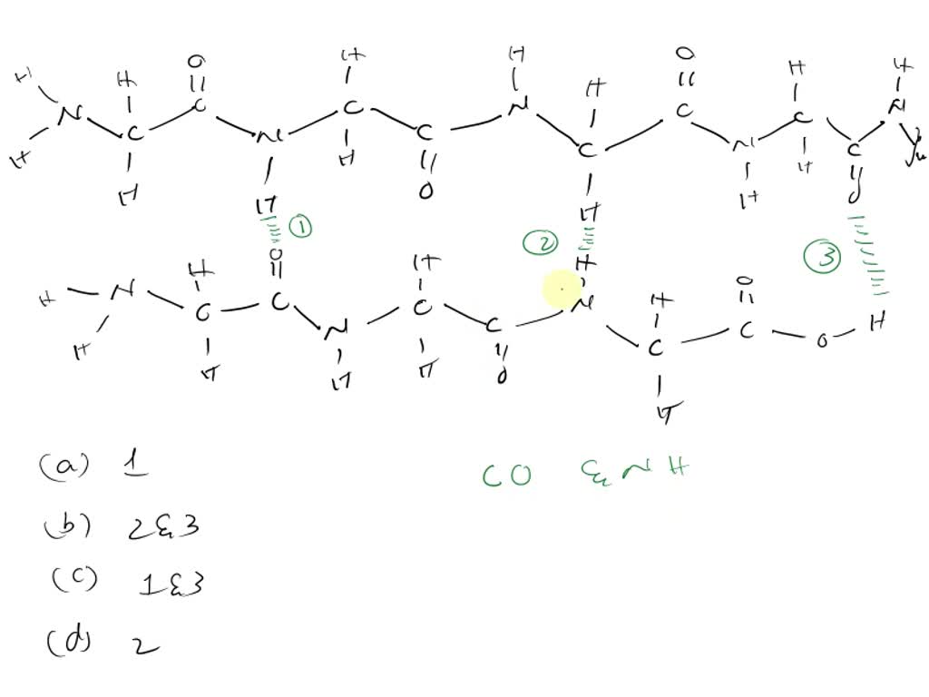Shown below is a representation of two polypeptides (amino acid chains) next to one another