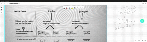 3-2-pts-fill-in-the-table-indicating-the-role-of-insulin-and-glucagon-in-regulating-glycogen-synthcsis-or-breakdown_-instructions-insulin-glucagon-1-circle-for-insulin-one-for-glucagon-activ-52653